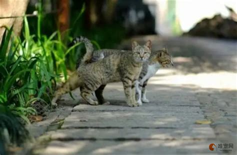 如何趕走野貓|如何怎样赶走流浪猫: 9 步骤